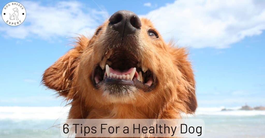 Healthy Dog