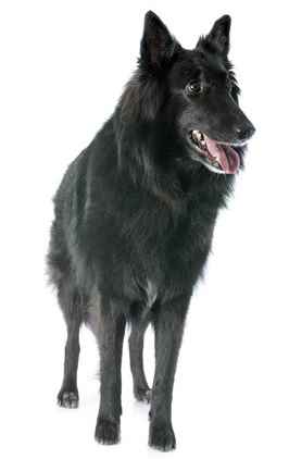Sheepdog breeds
