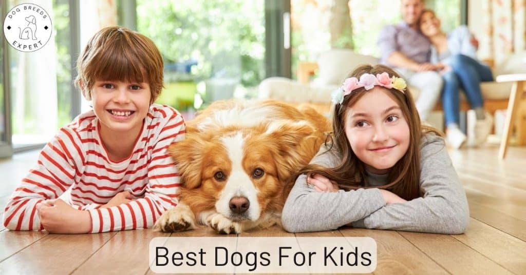 Best Dogs For Kids