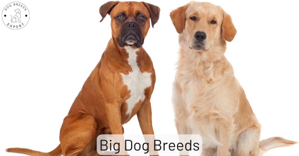 Big Dog Breeds