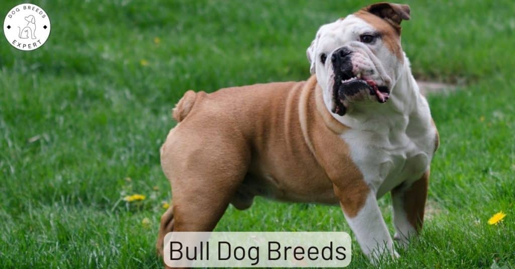 Bull Dog Breeds