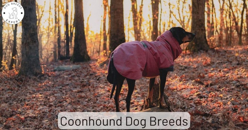 Coonhound Dog Breeds