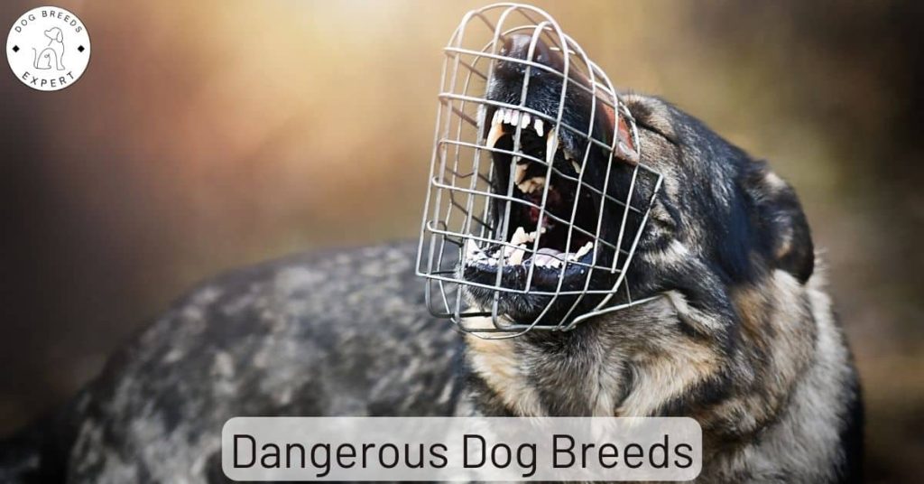 The most Dangerous Dog Breeds – Which ones are they?