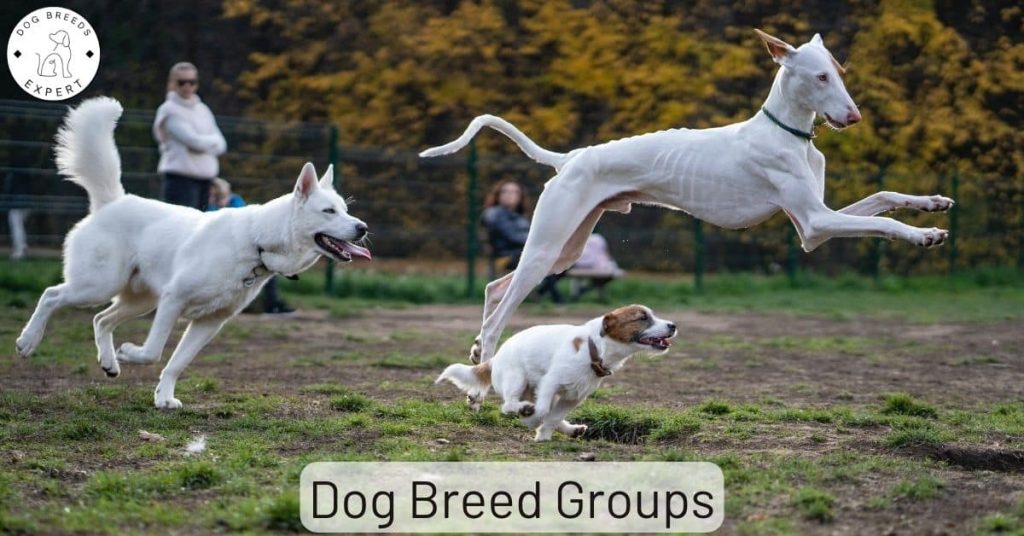 AKC Dog Breed Groups
