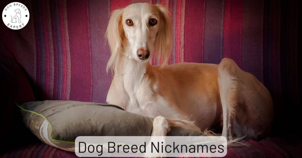 Popular Dog Breed Nicknames: Cool Names For Some Breeds