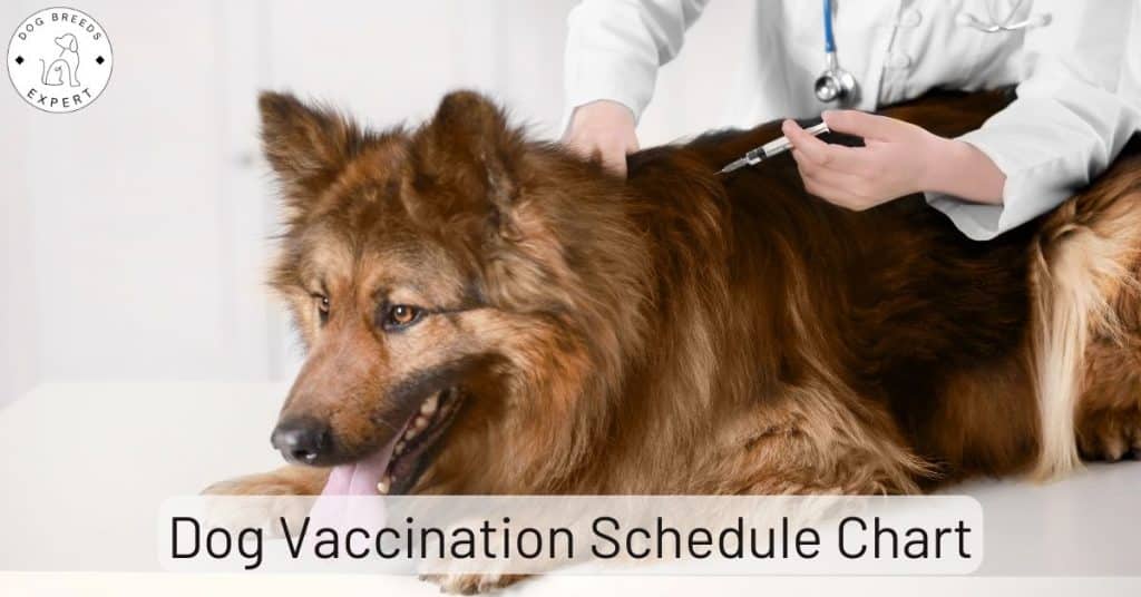 Dog Vaccination Schedule Chart