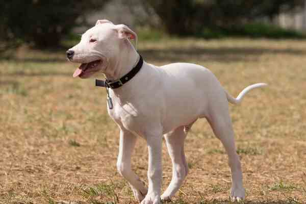A white Dogo Argentino dog running across a straw paddock
