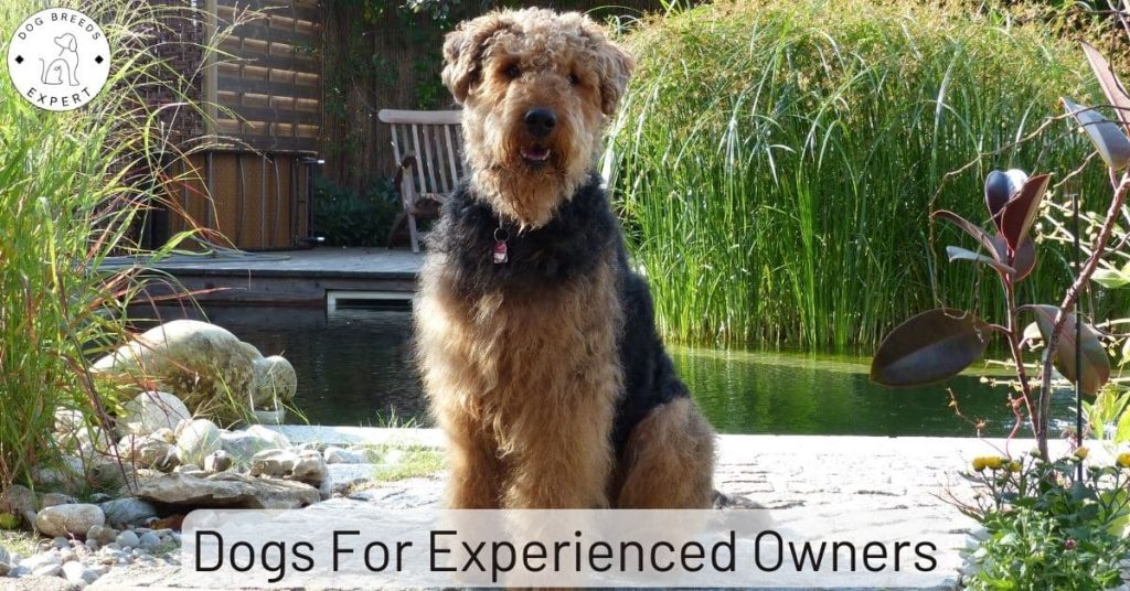 Dogs For Experienced Owners – 23 Dog Breeds
