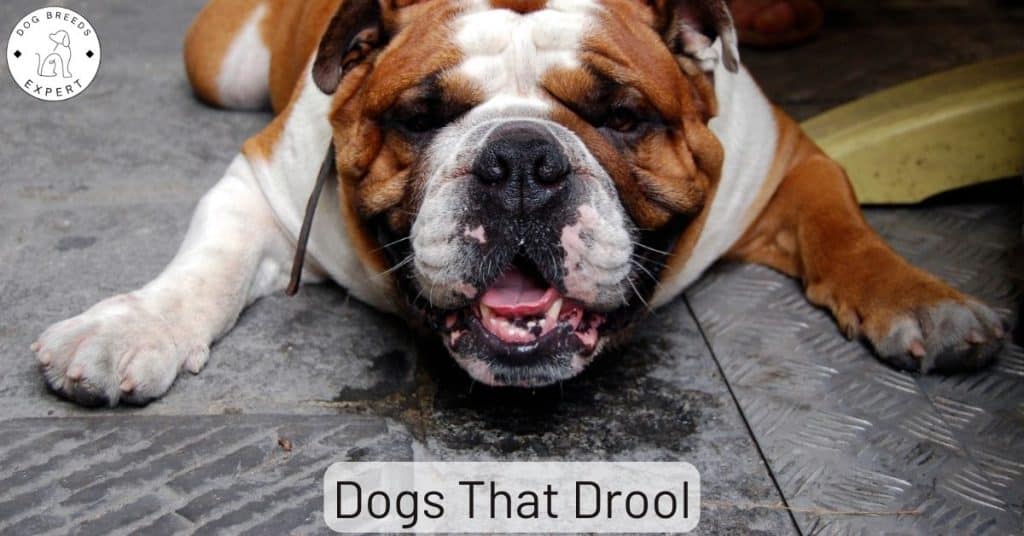 Dogs That Drool