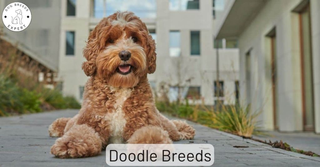 Doodle Breeds