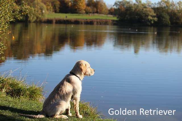 Golden Retriever with a link to the breed profile