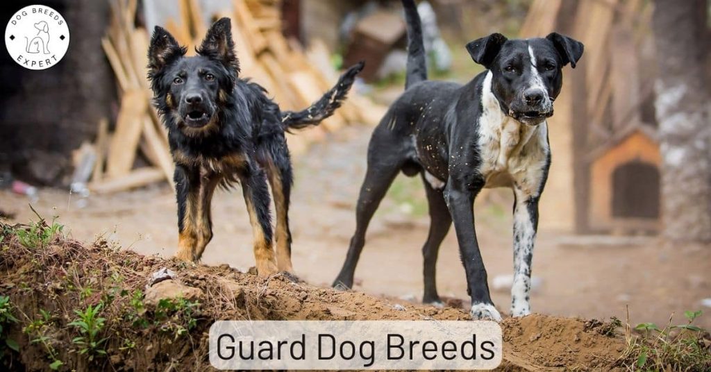 guard dog breeds