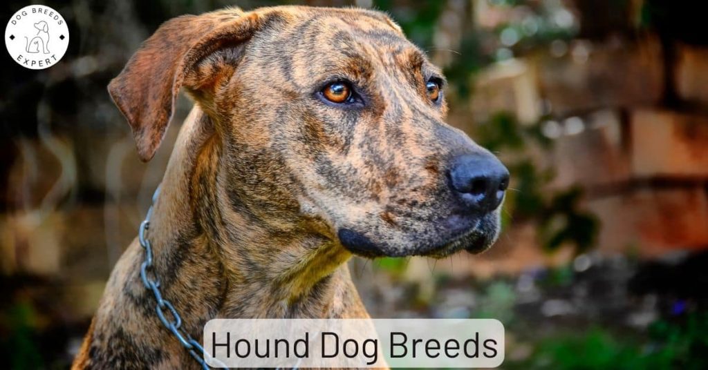 Hound Dog Breeds
