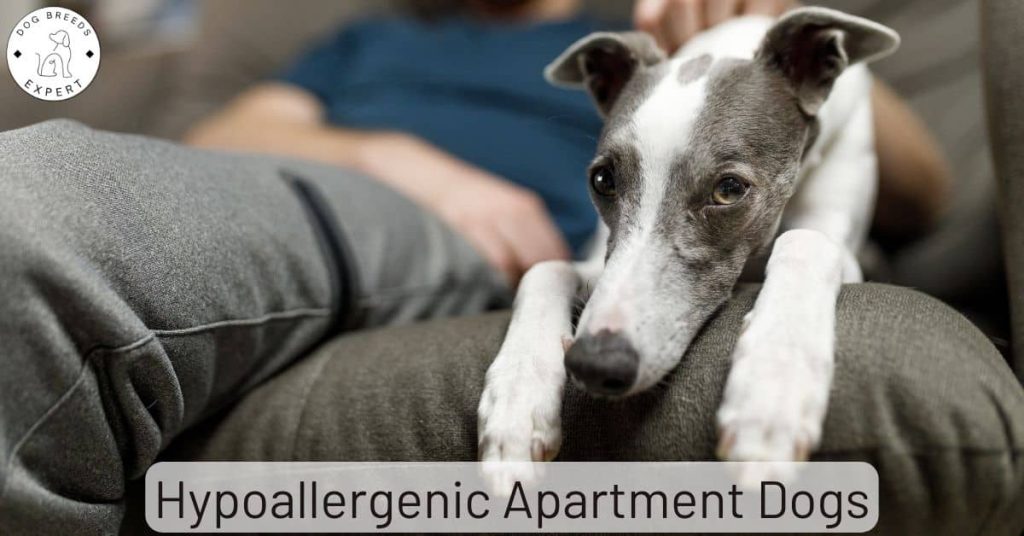 7 Hypoallergenic Apartment Dogs That Make The Best Pets