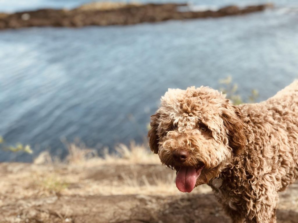 Lagotto Romagnolo By Water