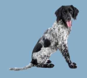 A black and white Large Munsterlander dog sitting down facing right, against a blue background