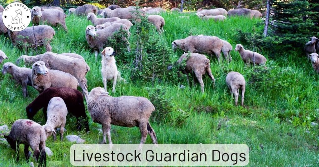 Livestock Guardian Dogs