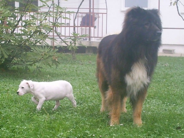 caucasian dog breed