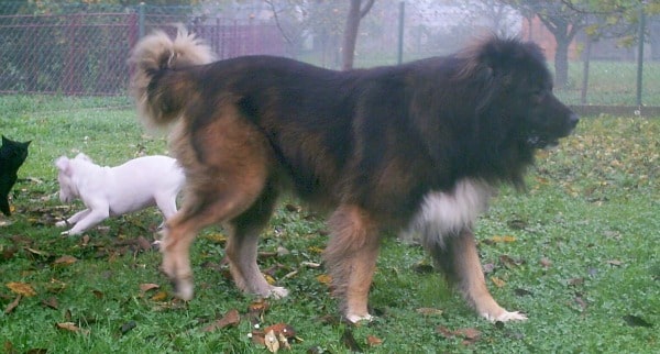 Caucasian Shepherd Dog and Dogo Argentino