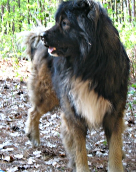 Mike-the-caucasian-shepherd-dog-3