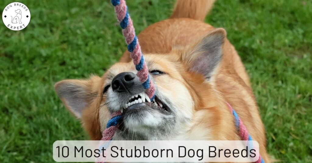 Most Stubborn Dog Breeds