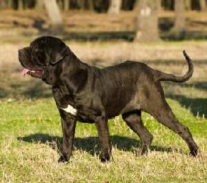 A black Neapolitan Mastiff standing on grass outdoors, looking to the left.