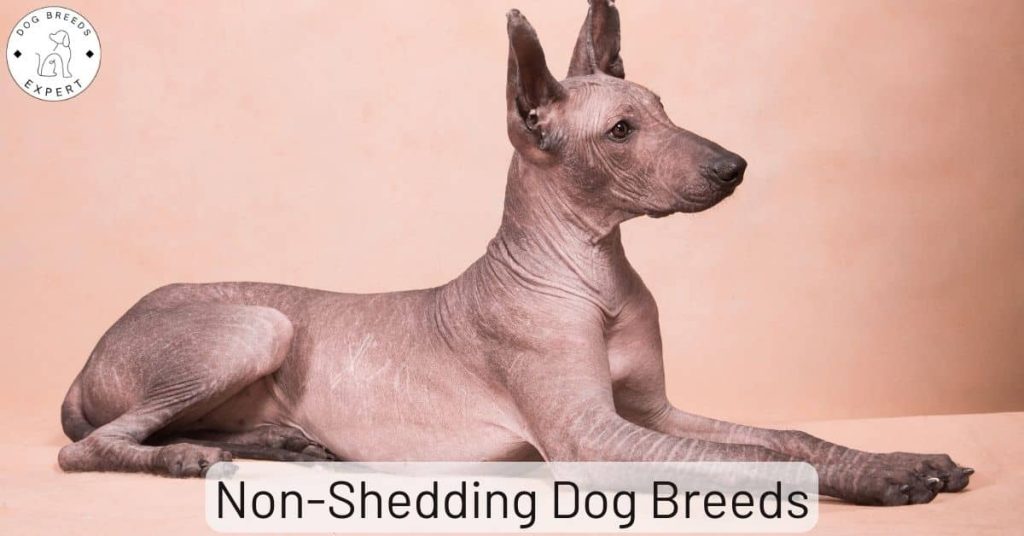 Small Non Shedding Dog Breeds – Which Breeds Shed Least Hair?