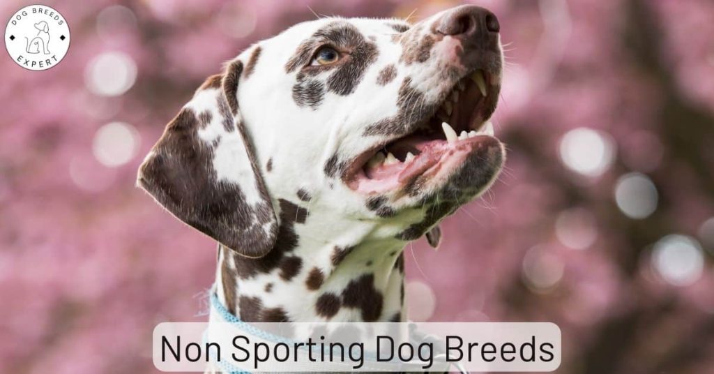 Non Sporting Dog Breeds