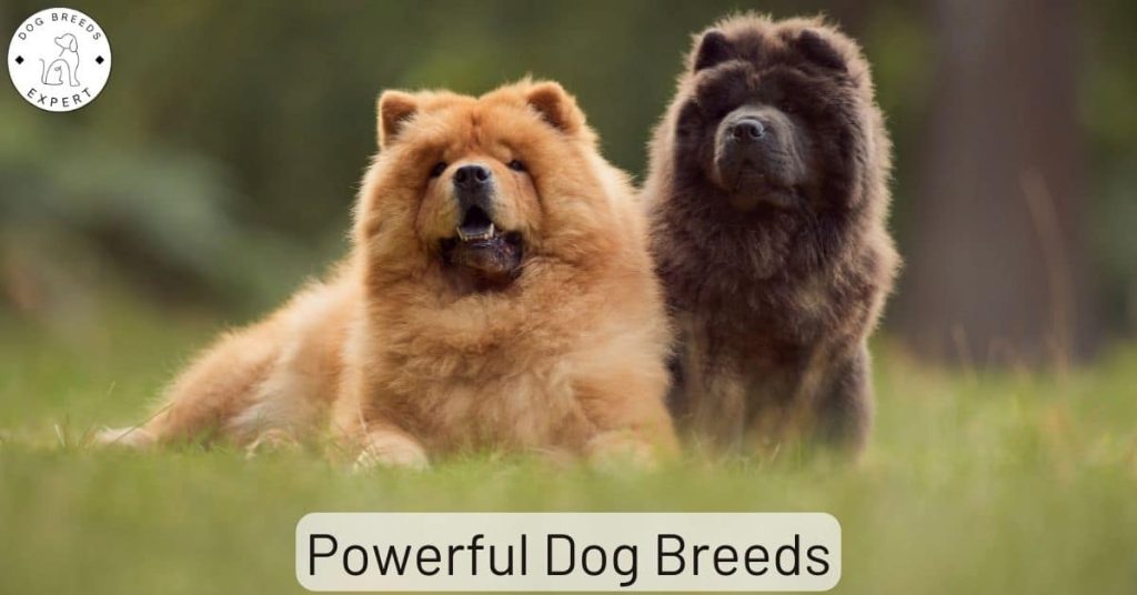 The Most Powerful Dog Breeds In The World. Strongest Dog Breeds