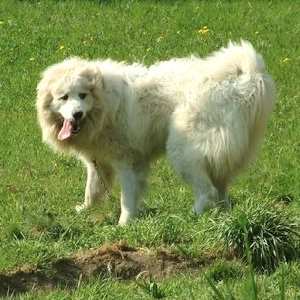 A white Pyrenean Mountain dog standing outdoors on a grassy field.