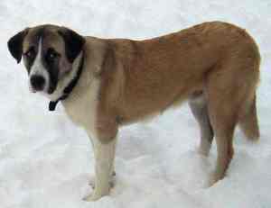A Portuguese Mastiff standing on snow, looking sideways at the camera