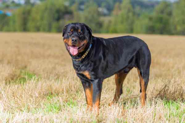 A Rottweiler dog standing outdoors in a field