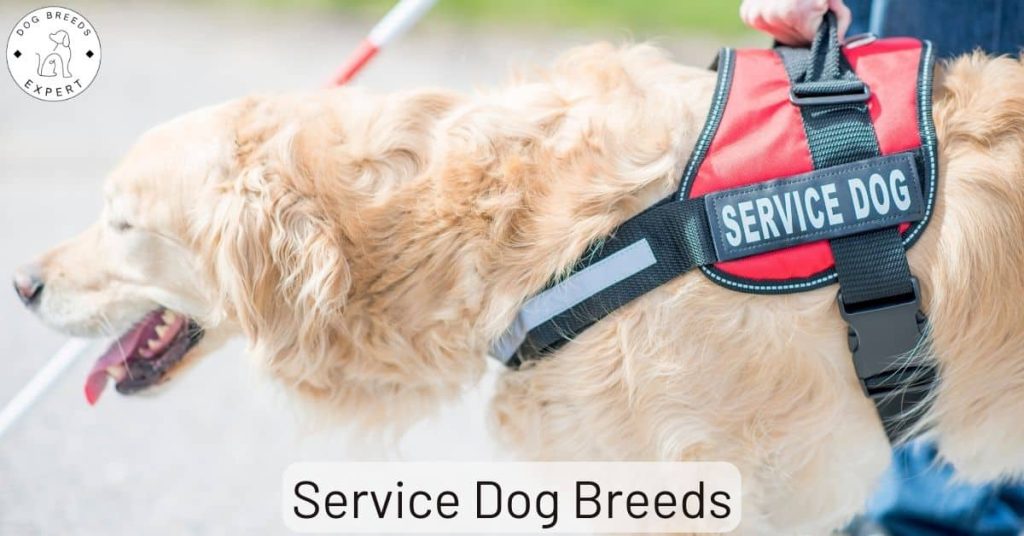 Service Dog Breeds