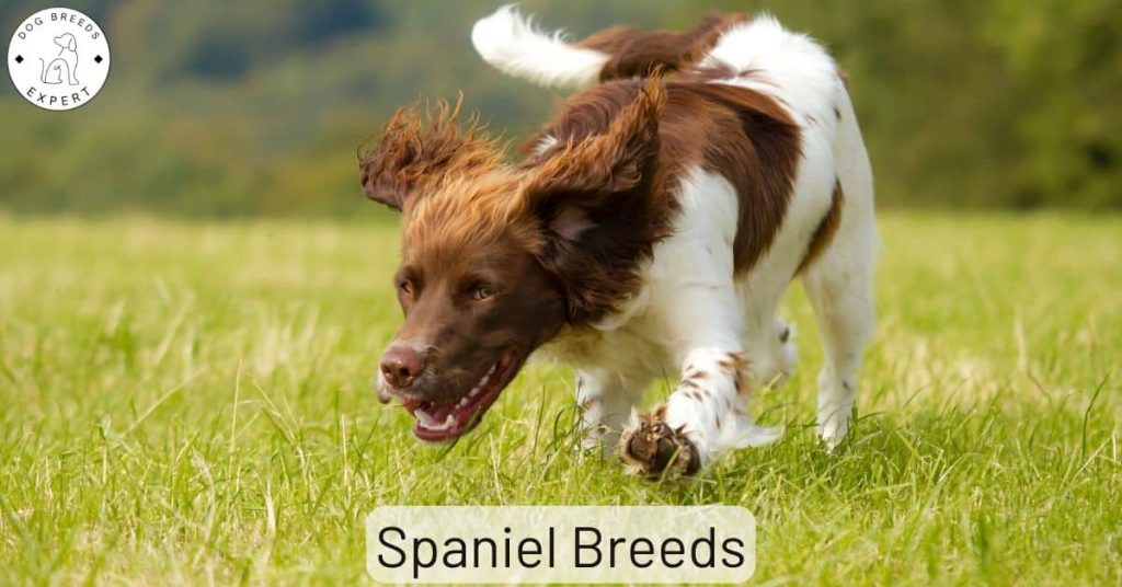 Spaniel Breeds