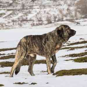 A Spanish Mastiff walking across a snowfield.