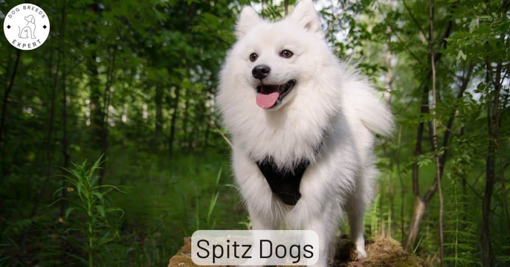 Spitz Dog Breeds
