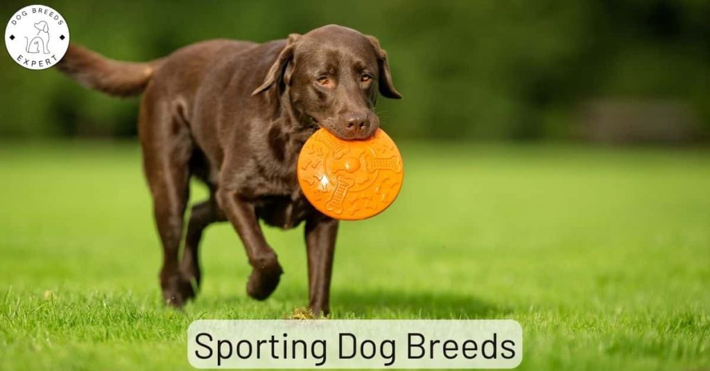 Sporting Dog Breeds