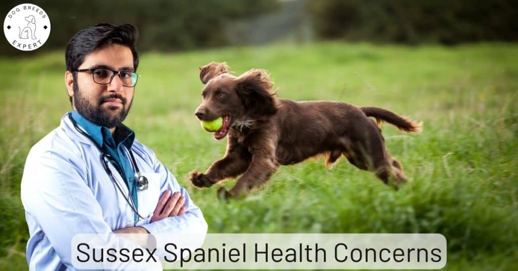 Sussex Spaniel Health