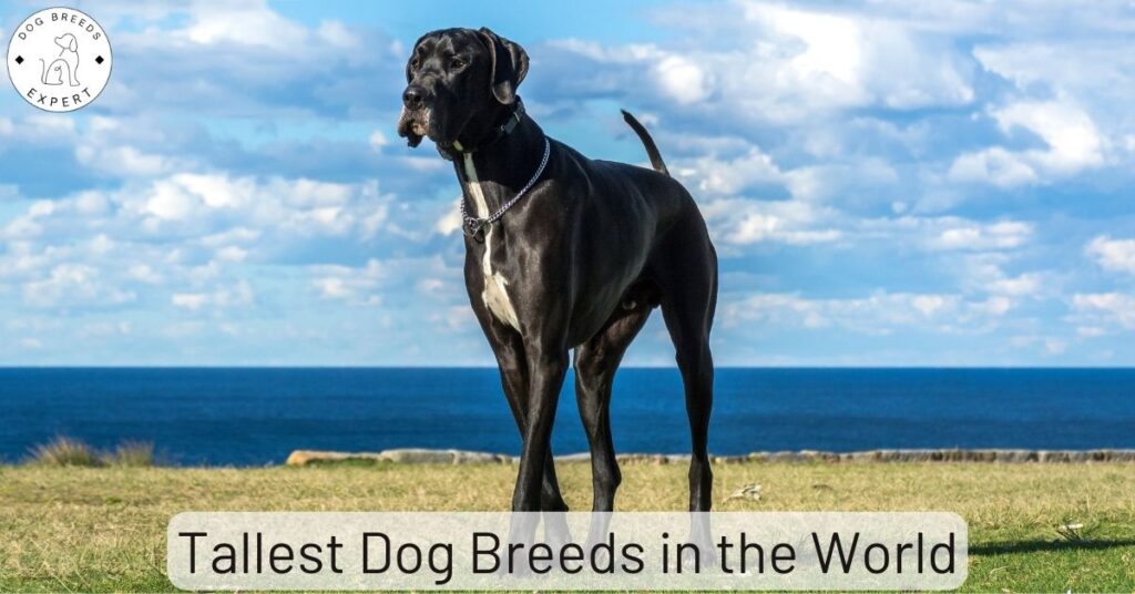 Tallest Dog Breeds in the World