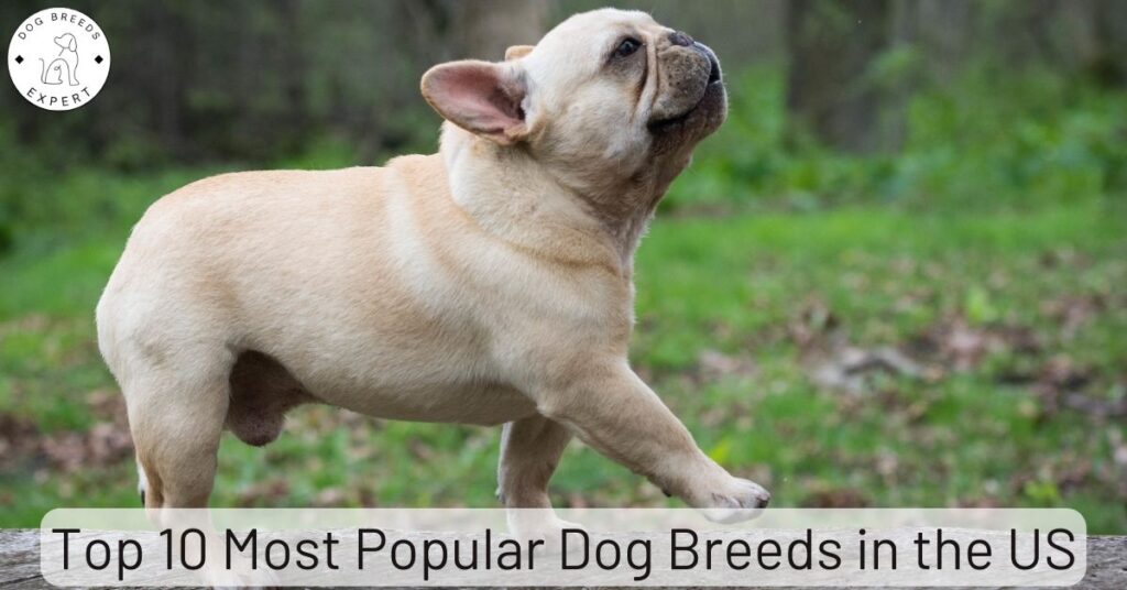 Top 10 Most Popular Dog Breeds in the US