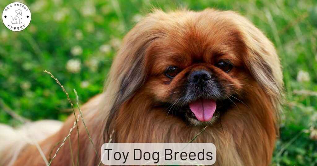 Toy Dog Breeds