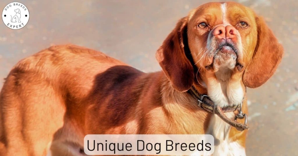 Unique Dog Breeds – Characteristics Not Seen In Other Breeds