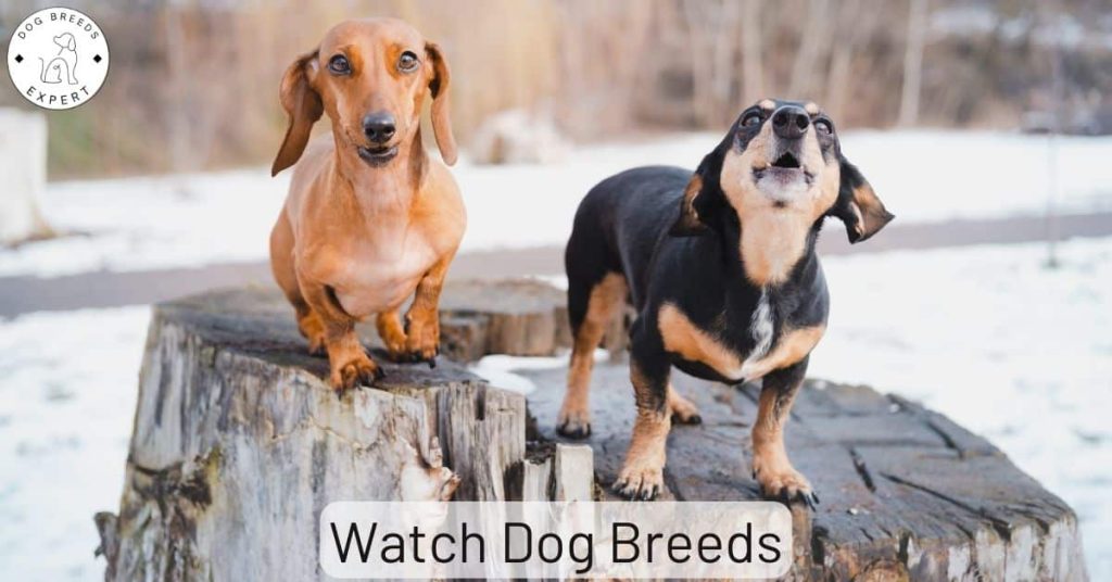 Curious Which Are The Best Watch Dog Breeds?
