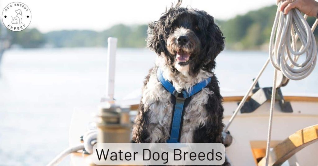 Water Dog Breeds