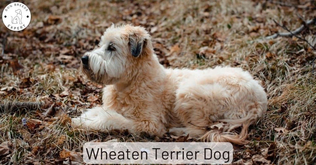 Wheaten Terrier Dog