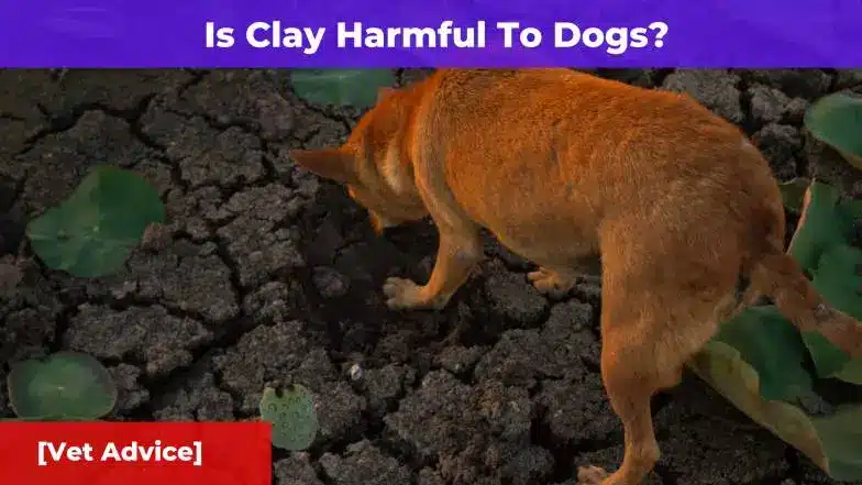 Is Clay Harmful To Dogs? [Vet Advice]