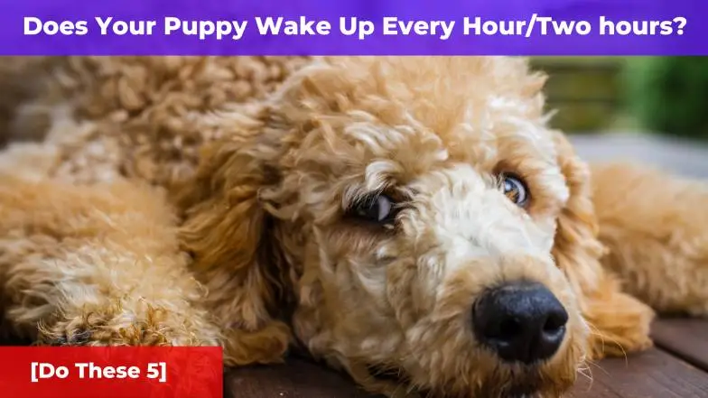 Does Your Puppy Wake Up Every Hour/Two hours? [Do These 5 Things]