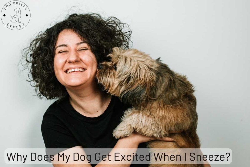 Why does my dog get excited when I sneeze?