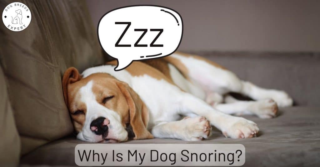 snoring dog