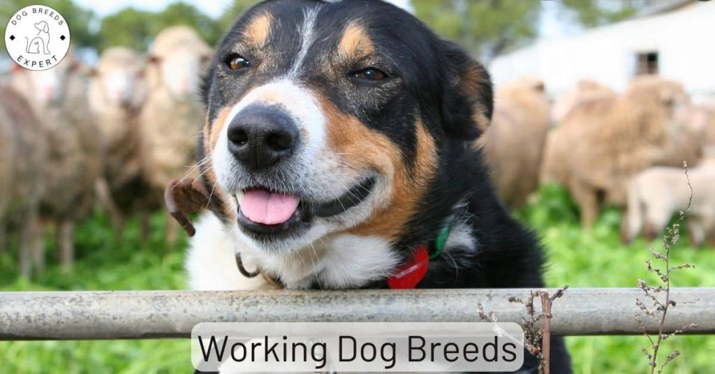 Working Dog Breeds